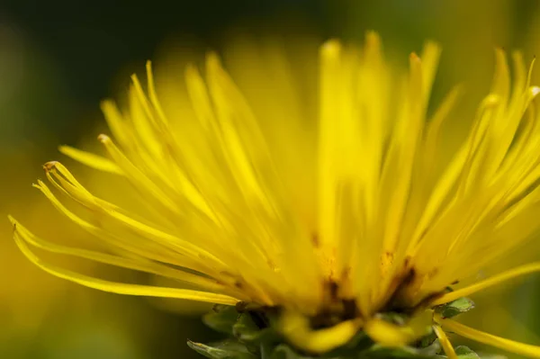 Flor Amarilla Jardín —  Fotos de Stock