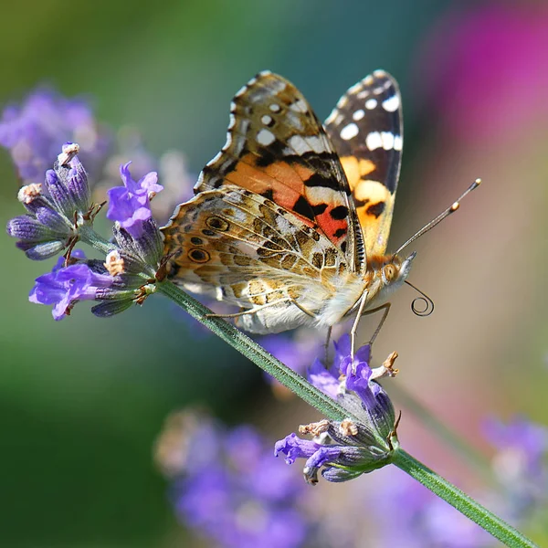 Primo Piano Degli Insetti Focus Selettivo — Foto Stock