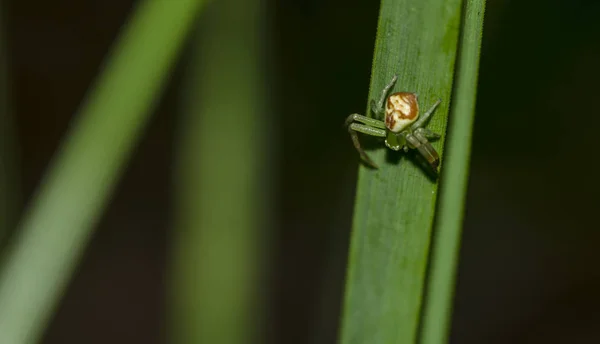 Aranha Com Olhos Brancos — Fotografia de Stock