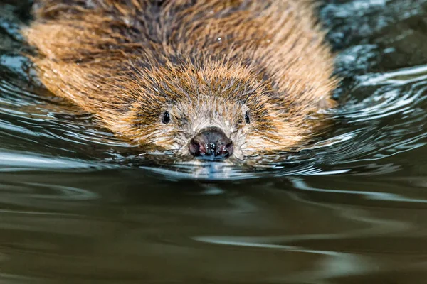 Junge Nutria Biberratte — Stockfoto