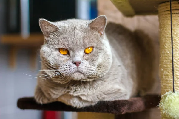 Großaufnahme Porträt Britisch Kurzhaar Flieder Katze Liegt Auf Einem Regal — Stockfoto