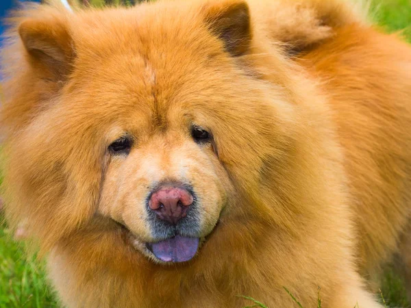 Retrato Close Uma Raça Cão Chow Profundidade Rasa Campo — Fotografia de Stock