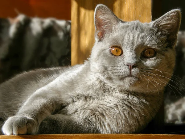 黄色いオレンジ色の目をした英国のショートヘアの猫のライラックとカメラを調べています — ストック写真