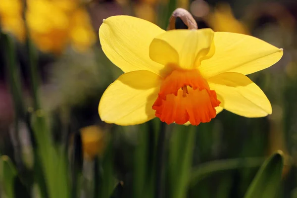 Primo Piano Campana Pasqua Giallo Arancio — Foto Stock