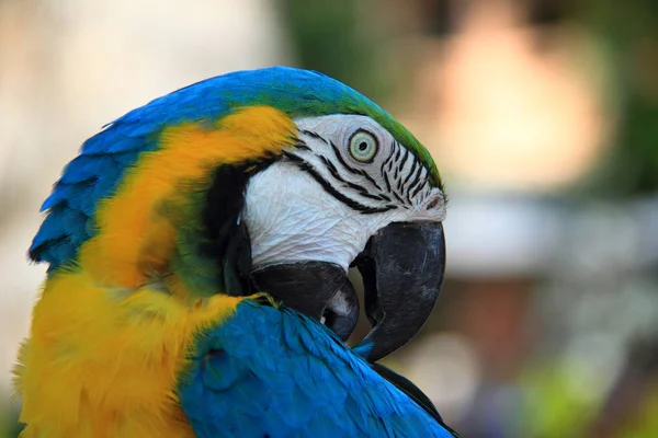 Festői Kilátás Gyönyörű Papagáj Természetben — Stock Fotó