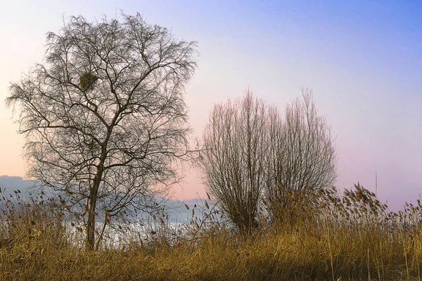 Rieten Bij Lake Sempach — Stockfoto