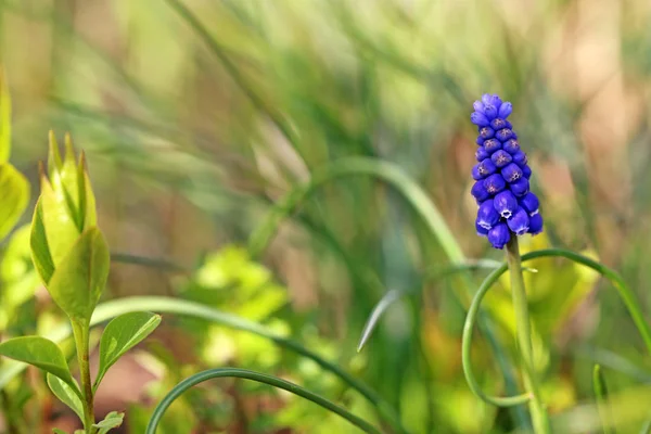 Bahar Bahçesinde Üzümlü Muscari Botryoides — Stok fotoğraf