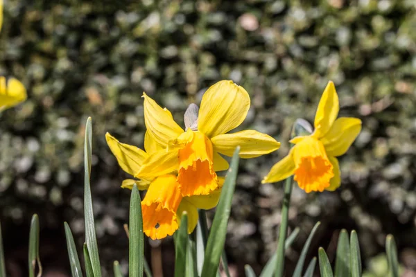 Gelbe Frühlingsblütenblätter Narzisse — Stockfoto