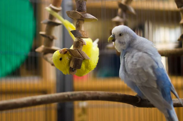 Vista Cênica Papagaios Budgerigar Coloridos — Fotografia de Stock