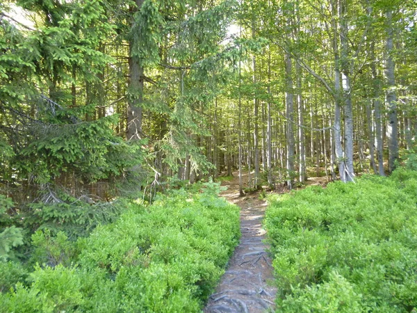 Lindberg Shafts Bavarian Forest National Park — Stock Photo, Image