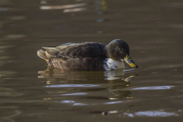 Vue Panoramique Canard Colvert Mignon Nature — Photo