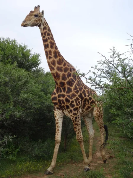 Południowoafrykańska Żyrafa Wychodzi Niespodziewanie Zarośli — Zdjęcie stockowe