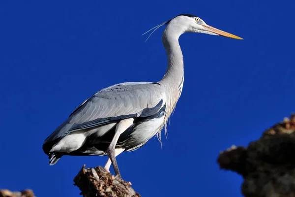 Aussichtsreicher Blick Auf Den Reiher Der Natur — Stockfoto