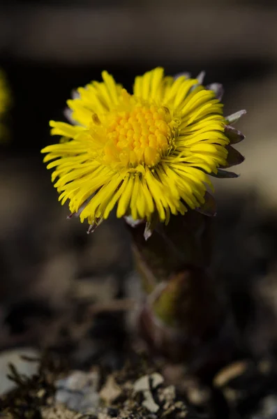 Belles Fleurs Fond Concept Floral — Photo