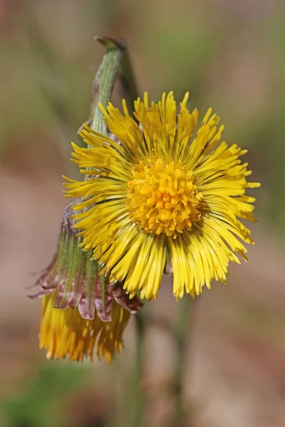 Schöne Blumen Blumiges Konzept Hintergrund — Stockfoto