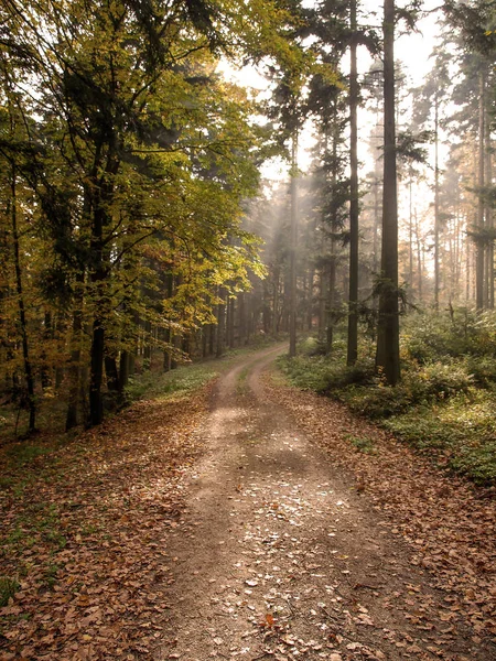 Misty Raios Solares Uma Floresta Austríaca Uma Tarde Ensolarada Outono — Fotografia de Stock