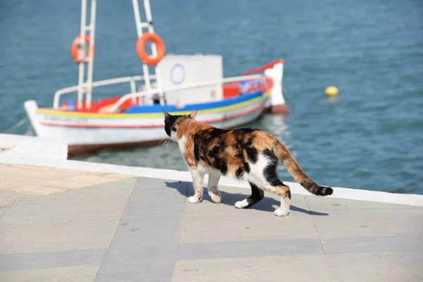 Gato Mascota Animal Caballa Estampado Tres Colores Sitia Kreta Puerto — Foto de Stock