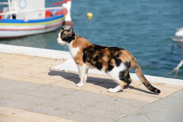 Gato Mascota Animal Caballa Estampado Tricolor Sitia Creta Puerto Puerto — Foto de Stock