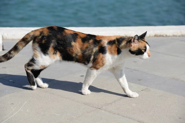 Gato Mascota Animal Caballa Manchado Estampado Tricolor Multicolor Marrón Negro — Foto de Stock