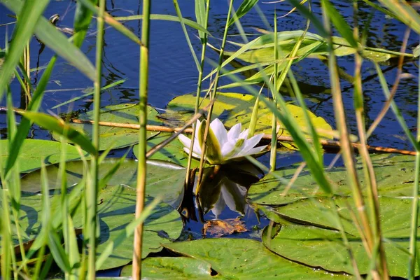 Seerose Teichblumen Flora Der Natur — Stockfoto