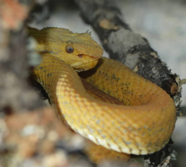 Serpent Dans Terrarium — Photo