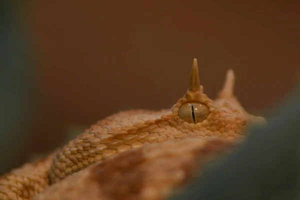 Gevaarlijke Slang Adder Dier — Stockfoto