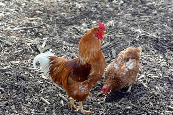 Happy Free Range Chickens — стоковое фото