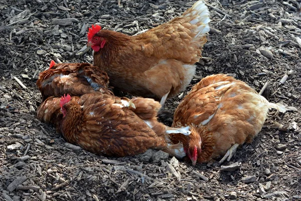 Glückliche Freilandhühner — Stockfoto