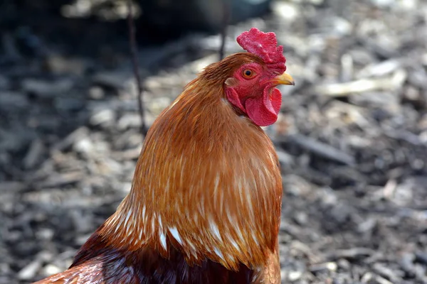 Boldog Szabadtartású Csirkék — Stock Fotó