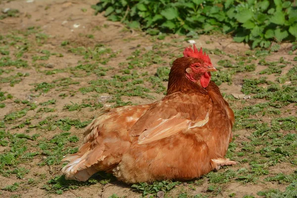 Aussichtsreiche Aussicht Auf Schöne Vögel Der Natur — Stockfoto