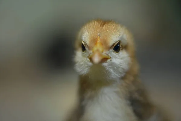 Animais Jovens Foco Seletivo — Fotografia de Stock