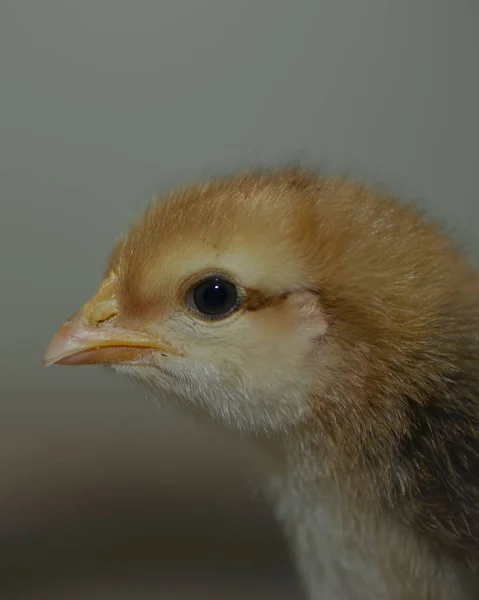 Animais Jovens Foco Seletivo — Fotografia de Stock