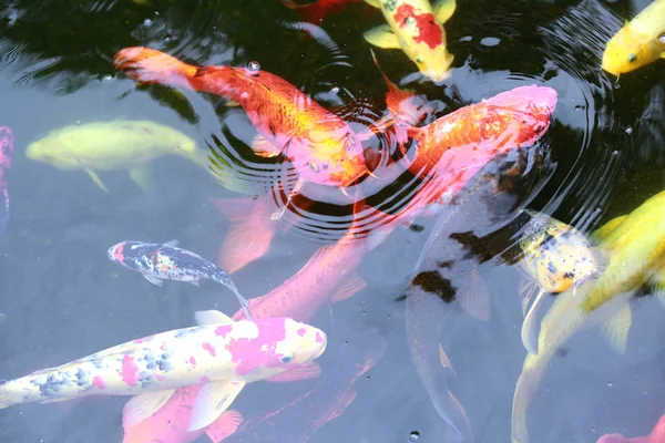 Ikan Koi Kolam — Stok Foto