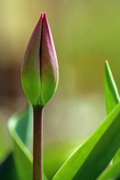Jovem Tulipa Verde Roxo — Fotografia de Stock