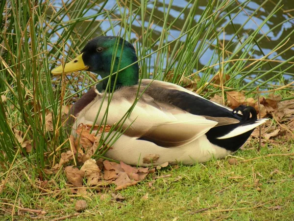 Naturskön Utsikt Över Sjölandskapet — Stockfoto