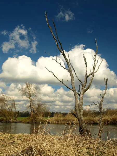 Toter Baum — Stockfoto