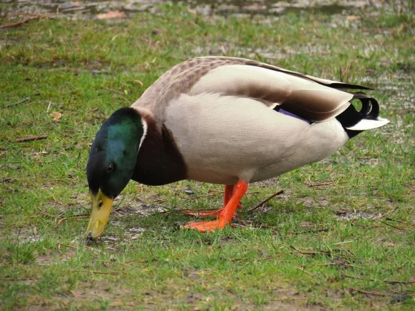 Malebný Pohled Krásného Ptáka Přírodě — Stock fotografie