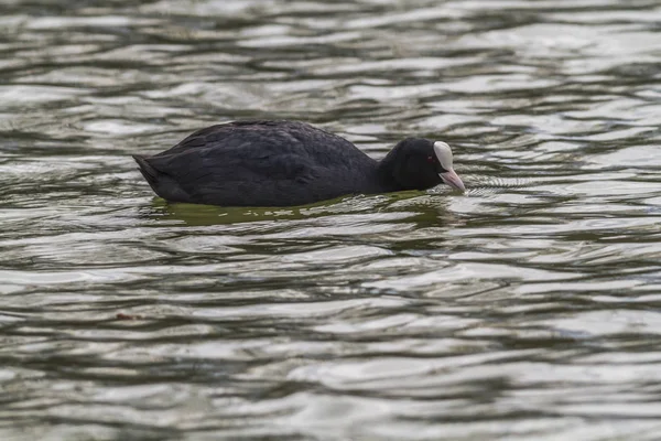 Blässhühner Auf Dem Wasser — Stockfoto