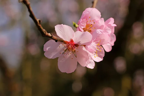 Spring Flowers Blossom Tree Branches Spring Blooming Flowers — Stock Photo, Image