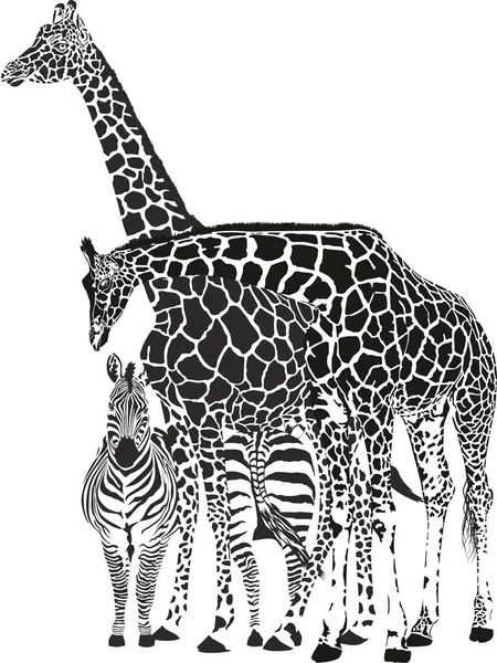 Ilustração Preto Branco Duas Zebras Girafas — Fotografia de Stock
