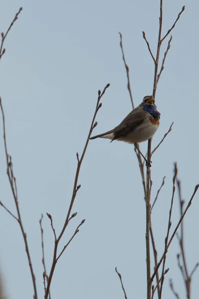 Vue Panoramique Bel Oiseau Nature — Photo