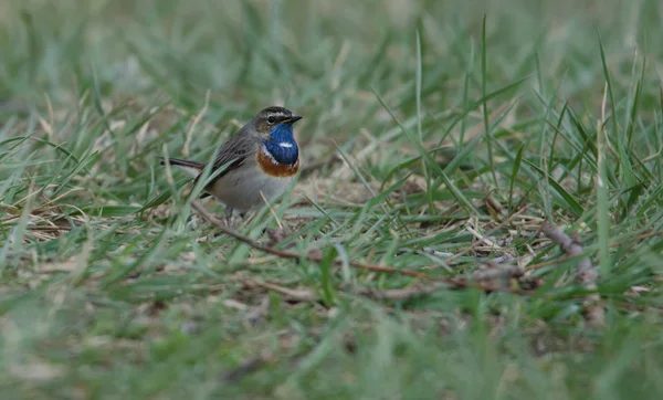 Vue Panoramique Bel Oiseau Nature — Photo