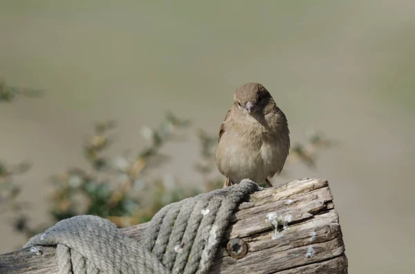 House Sparrow Passer Domesticus — Stock Photo, Image