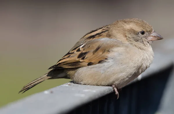 Domácí Vrabec Passer Domesticus — Stock fotografie