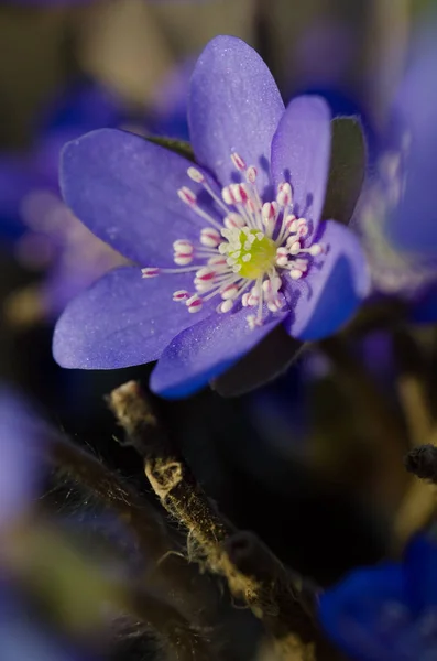 Bellissimi Fiori Anemone Fiore — Foto Stock