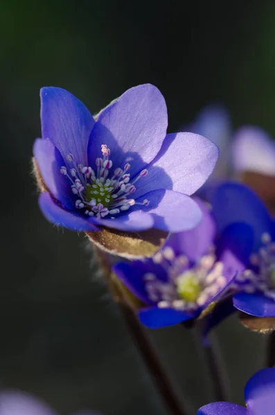 Krásné Kvetoucí Sasanky Květiny — Stock fotografie