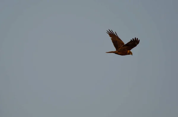 Marsh Harrier Circus Aeruginosus — Stock Photo, Image