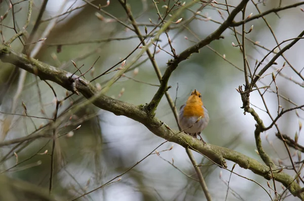 Vacker Utsikt Över Vackra Robin Fågel Naturen — Stockfoto