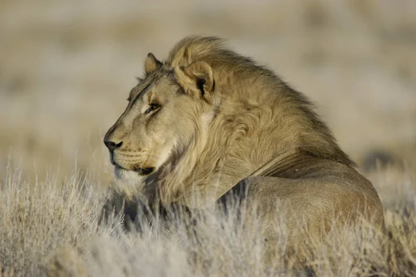 Lejon Savannen — Stockfoto
