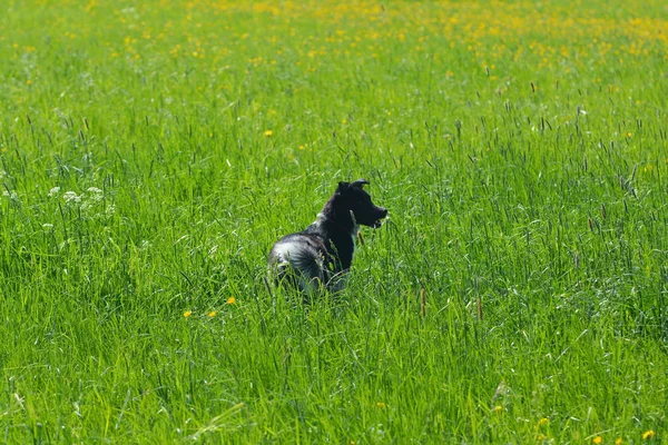 Chien Jeu Dans Prairie — Photo